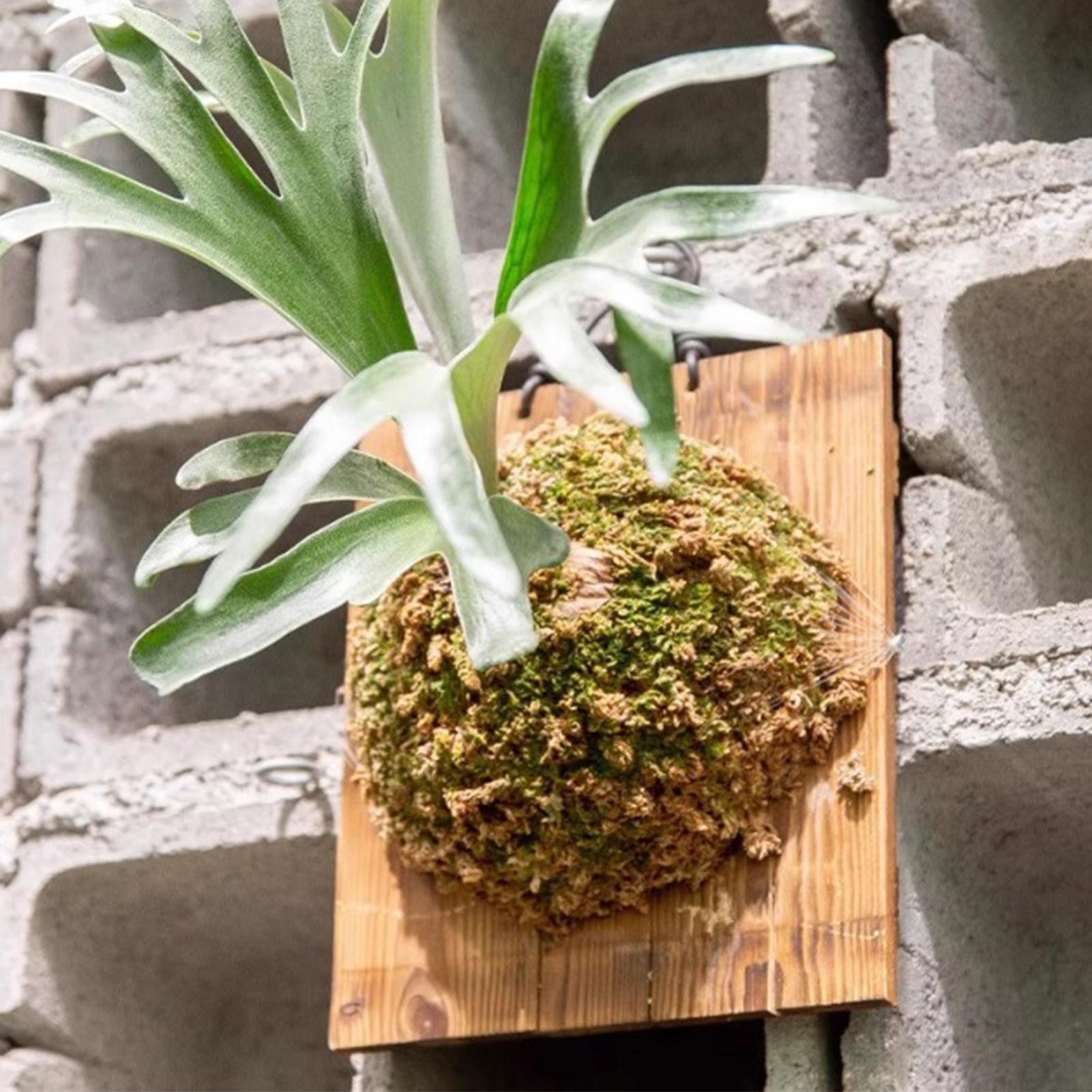 Vertical Wall Planter - 1 pz per interni in legno