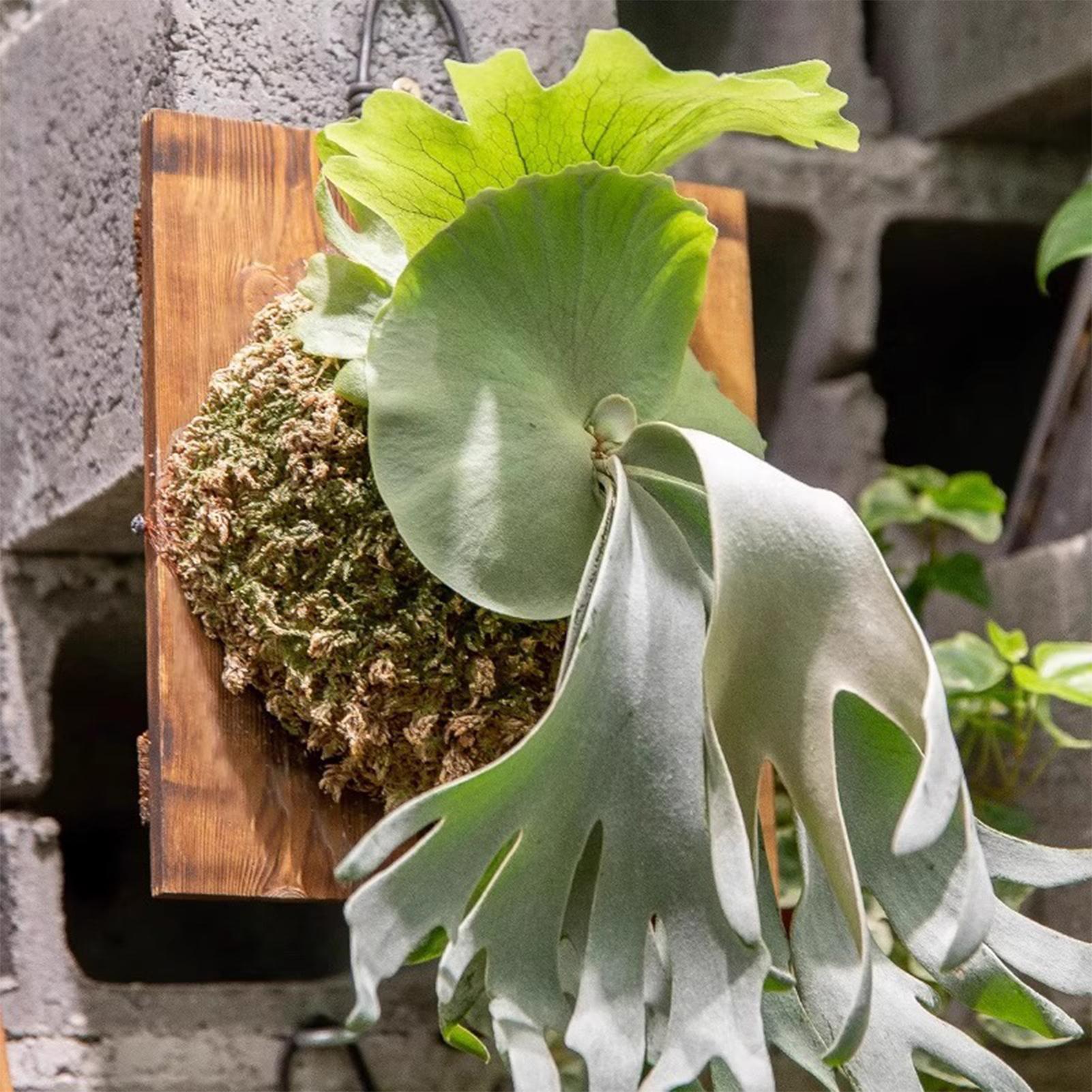 1 pz per interni in legno Stag - Vertical Wall Planter recensione e prezzo